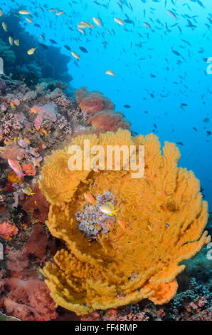 Ventilatore di mare o di gorgonie e coralli Acalcigorgia sp., Pescador Island, Moalboal, Tuble, Cebu, Filippine Foto Stock