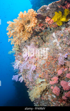 Tree coralli, Scleronephthya sp., Pescador Island, Cebu, Filippine Foto Stock