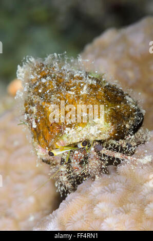 Dark-ginocchio granchio eremita, Dardano lagopodes, Moalboal, Tuble, Cebu, Filippine Foto Stock
