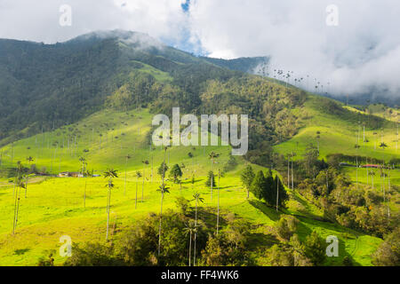 Giungla verde di montagne e le palme in cocora valley, Colombia, America latina Foto Stock