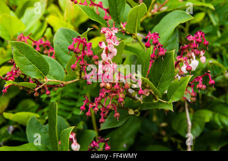 Gaultheria shallon o Salal è una pianta nativa del nord-ovest del Pacifico Foto Stock