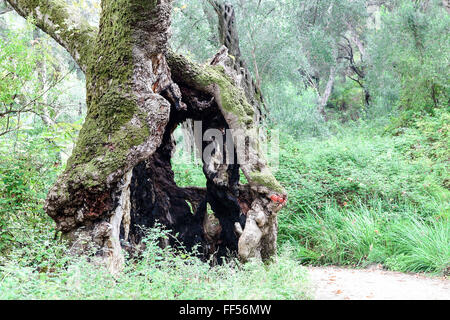 Immagine di panorama di sole albero piano, impostare allinterno di un oliveto nel nord ovest della Grecia, nei pressi di Parga città. Foto Stock