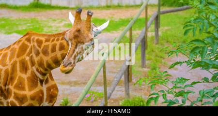 Giraffe si estende ai rami di alberi Foto Stock