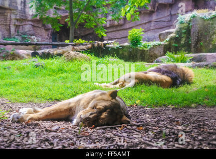 Famiglia di leoni che dorme nella voliera. Leonessa in primo piano la sfocatura, lion in background nel fuoco. Foto Stock