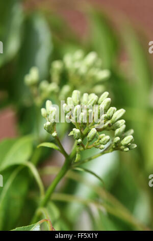 Murraya Koenigii o noto come impianto di Curry boccioli di fiori Foto Stock