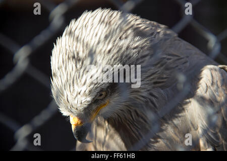 Lo zoo di Belgrado - un Nibbio reale (Milvus milvus) fissando attraverso il recinto di filo della sua voliera Foto Stock