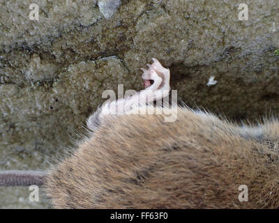 Close-up del piede posteriore e quarti posteriori di casa morta mouse (Mus musculus) ucciso dalla trappola del mouse, sulla pavimentazione di pietra calcarea lastra Foto Stock