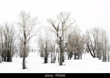 Stand di pioppi neri americani alberi nella neve sul lordo Ventre Road, Bridger Teton National Forest, Wyoming negli Stati Uniti. Foto Stock