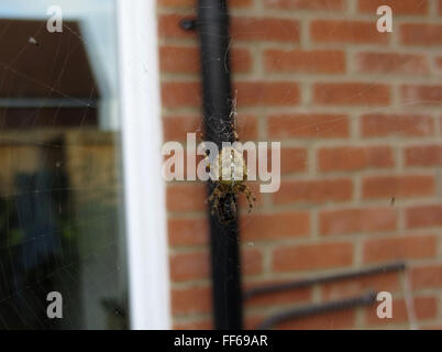 Femmina giardino europeo spider (Araneus diadematus) sul web con seta-avvolto bumblebee (Bombus sp.) nella parte anteriore della finestra Foto Stock