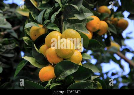 Close up di frutta e foglie di arancio, Spagna Foto Stock