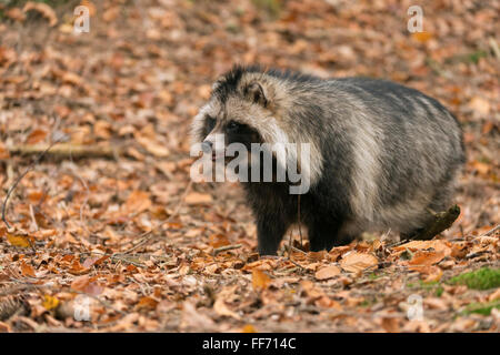 Cane procione / Marderhund ( Nyctereutes procyonoides ) circondata da foglie cadute, colori autunnali, specie invasive. Foto Stock