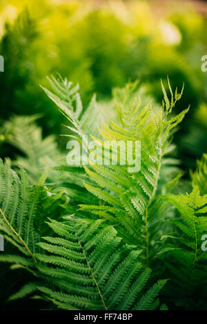 Bellissima felci foglie fogliame verde naturale sfondo floreale. Sfondo di felce Foto Stock