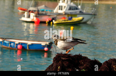 Turnstone sulle reti sopra le pentole dell'aragosta nel porto di St Ives, Cornovaglia, Regno Unito, Foto Stock
