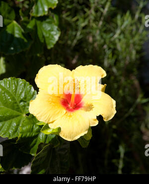 Gaios, Paxos, Isole Ionie, Grecia. Fiore giallo di Hibiscus rosa-sinensis. Foto Stock