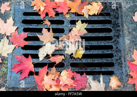 Foglie di autunno nel parco sulla terra circa la classificazione di tombini Foto Stock