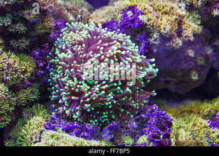 Actinia alghe sotto l'acqua Foto Stock
