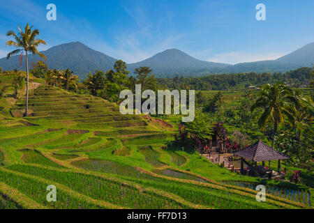 Terrazze di riso, Jatiluwih, Sito Patrimonio Mondiale dell'Unesco, Bali, Indonesia Foto Stock