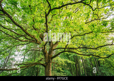 La tettoia di Tall Oak Tree. Bosco di latifoglie, Estate Primavera la natura. Rami superiori della struttura ad albero Foto Stock