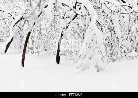 Scena invernale con rami di albero caricato con neve dopo la nevicata Foto Stock