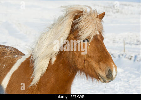 Un cavallo islandese (pony) nella neve i campi coperti durante il periodo invernale Foto Stock