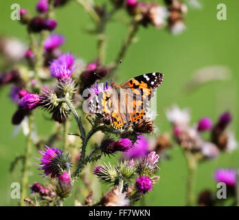 Dipinto di Lady farfalla posata su un fiore di cardo (Vanessa cardui) Foto Stock