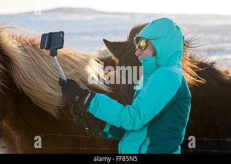 Donna prendendo selfie su selfie stick con cavalli islandesi nella neve in Islanda in gennaio Foto Stock