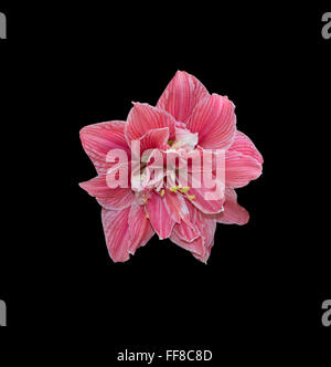 Rosa fiore amaryllis closeup con petali e pistilli isolati su nero. Foto Stock