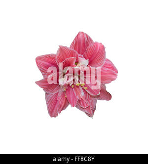 Rosa fiore amaryllis closeup con petali e pistilli isolato su bianco. Foto Stock