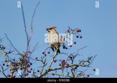 Il boemo waxwing, nome latino Bombycilla garrulus, con una bacca rossa nel suo becco, un starling-dimensionato passerine bird che razze Foto Stock