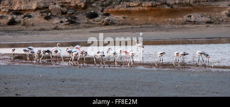 Gruppo di wild Flamingo uccelli in appoggio e l'alimentazione al lago di sale della città di Larnaca a Cipro Foto Stock