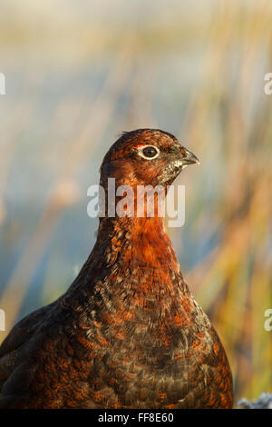 Rosso maschio di gallo cedrone, nome latino Lagopus lagopus scotica, in luce calda, la testa e il corpo superiore che mostra Foto Stock