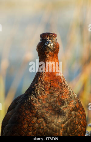 Rosso maschio di gallo cedrone, nome latino Lagopus lagopus scotica, in luce calda, la testa e il corpo superiore che mostra, guardando dritto Foto Stock