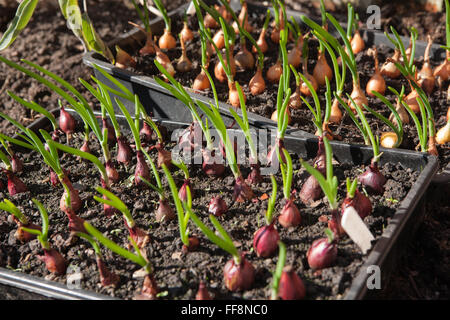 Il bianco e il rosso onion imposta pronto per essere piantato fuori Foto Stock