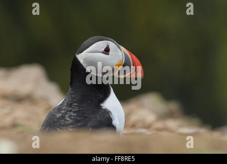 Puffin (Fratercla arctica) sull'isola di Skomer a Pembrokeshire, Galles, Regno Unito, nel mese di maggio Foto Stock