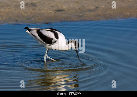 Pied avocet (Recurvirostra avosetta) rovistando in acqua poco profonda della piana di fango Foto Stock