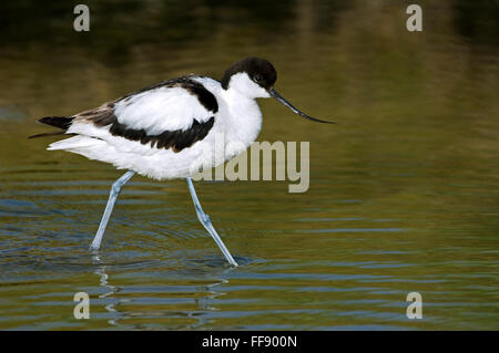 Pied avocet (Recurvirostra avosetta) rovistando in acqua poco profonda della piana di fango Foto Stock