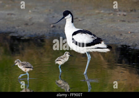 Pied avocet (Recurvirostra avosetta) custodisce due pulcini in acqua poco profonda Foto Stock