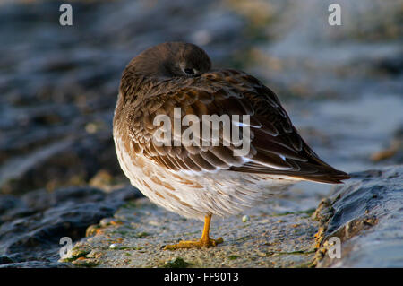 Purple sandpiper (Calidris maritima) in inverno del piumaggio in appoggio sulla spiaggia Foto Stock