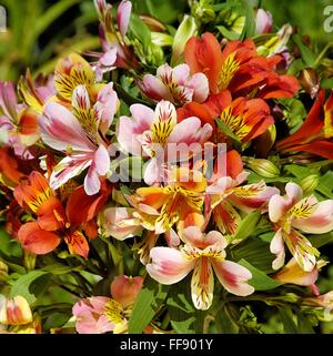 Alstromeria. Fiori in un giardino. Foto Stock