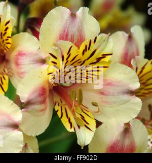 Alstromeria. Fiori in un giardino. Foto Stock