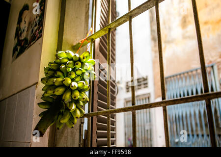 Baby Banane appeso sul davanzale Foto Stock