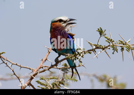 Lilla-breasted rulli sono belle di medie dimensioni uccelli, uccello nazionale del Kenya. Nativo per il continente africano Foto Stock