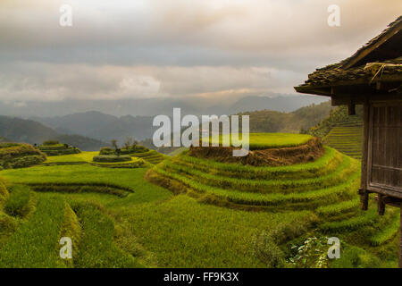 Spina dorsale del drago terrazze di riso. Guilin. Cina Foto Stock