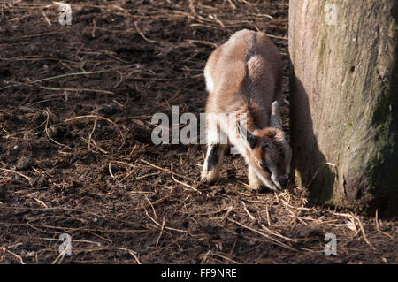 Poco yeanling in forrest. Nelle prime ore del mattino Foto Stock