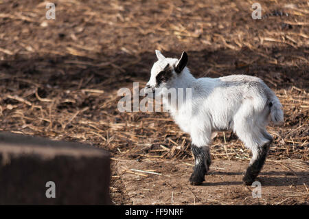 Poco yeanling in forrest. Nelle prime ore del mattino Foto Stock