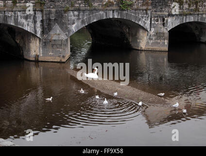 Swan e gabbiani sul fiume Cleddau in Haverfordwest Pembrokeshire Wales Foto Stock