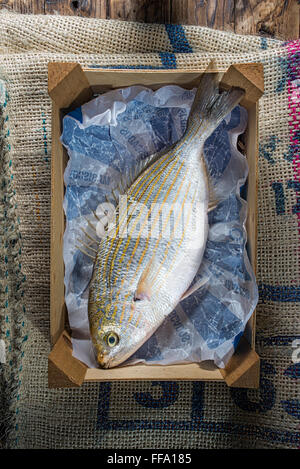 Sarpa salpa, noto comunemente come salpe, salpe porgy, mucca orate o Goldline. Foto Stock