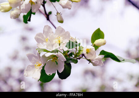 White Melo fiorisce in maggio contro sfocato sfondo luminoso Foto Stock