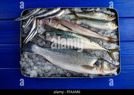 Pesce fresco mix nasello spigola Sardina Sgombro acciughe su ghiaccio e legno blu Foto Stock