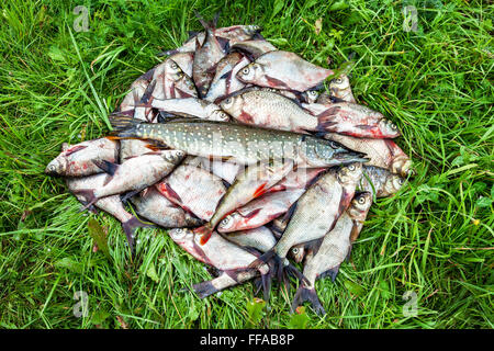 Fisherman trophy. Pesci di acqua dolce sull'erba verde Foto Stock